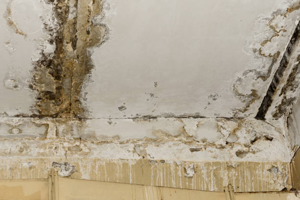 Best Mold Damage Restoration  in Norris City, IL